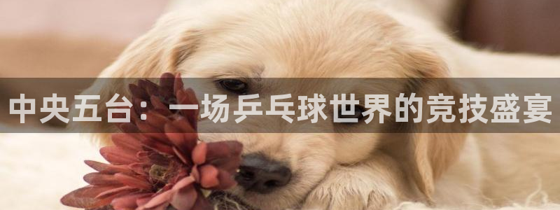 体育吧直播极速：中央五台：一场乒乓球世界的竞技盛宴